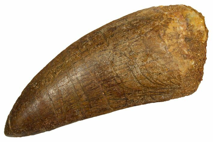 Serrated Carcharodontosaurus Tooth - Real Dinosaur Tooth #341165